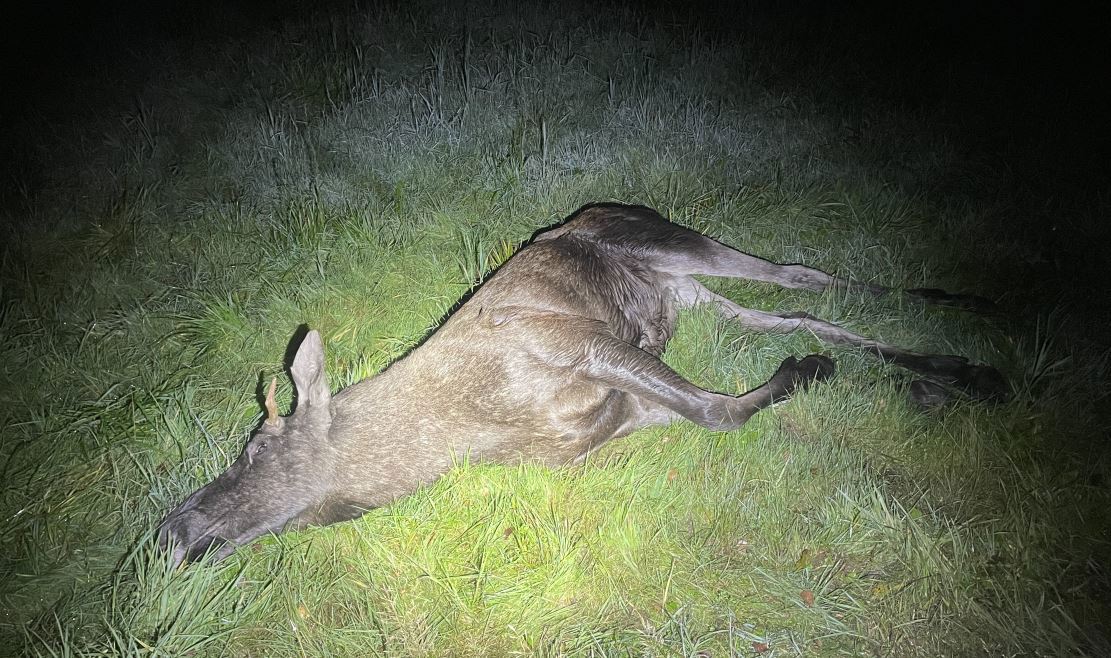 Elgen ble felt i 21.30-tiden onsdag kveld. Da var den blitt observert tett på Motorveien. Felt elg ligger i gresset