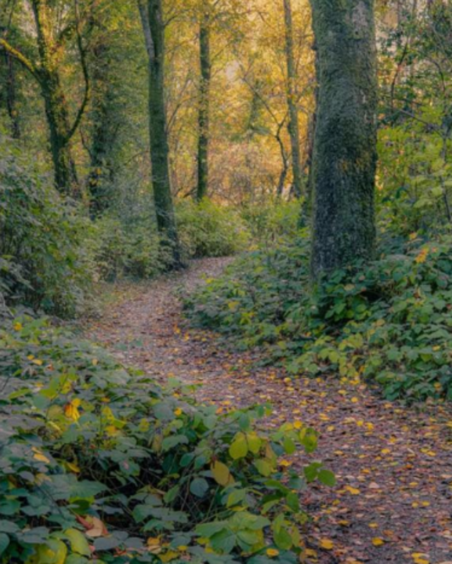 Figur 12: Skog med høstfarger