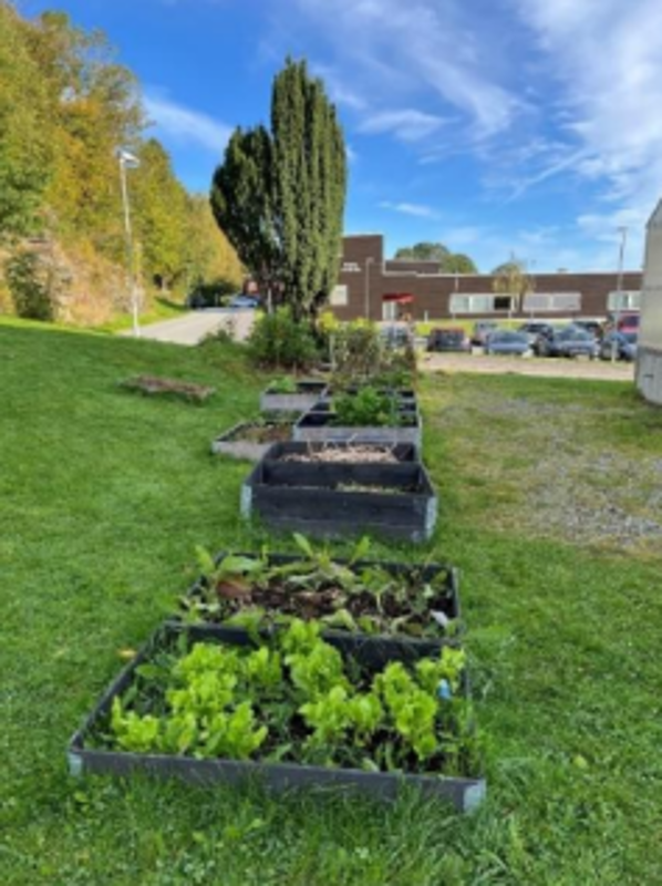 4-5 blomsterkasser som er plantet