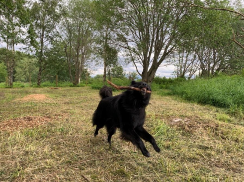 svart hund med pinne i munnen