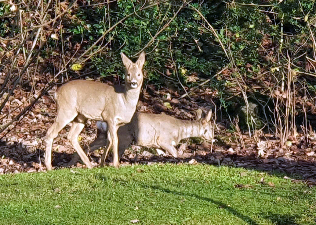 Rådyr i Stavanger Rådyr spiser utenfor en hage i Stavanger