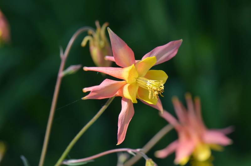 Aquilegia skinerii i Geografisk hage
