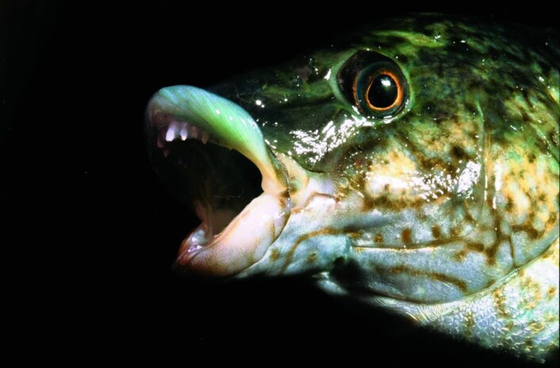 Bergylt er mye brukt i havbruk for å holde kontroll med lakselus. Denne arten brukes både som villfanget og oppdrettet.