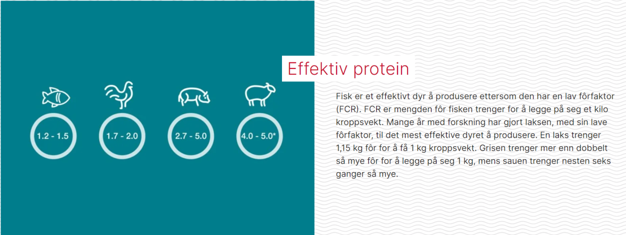 Laks er en effektiv måte å produsere protein på.