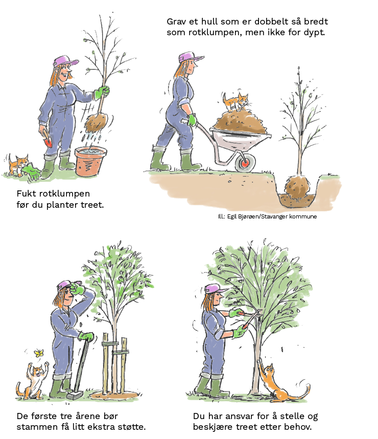 Fire tegninger som viser hvordan du planter treet: Fukt rotklumpen, grav et bredt, men ikke altfor dypt hull, støtt opp treet de første tre årene, og stell og beskjær det etter behov.