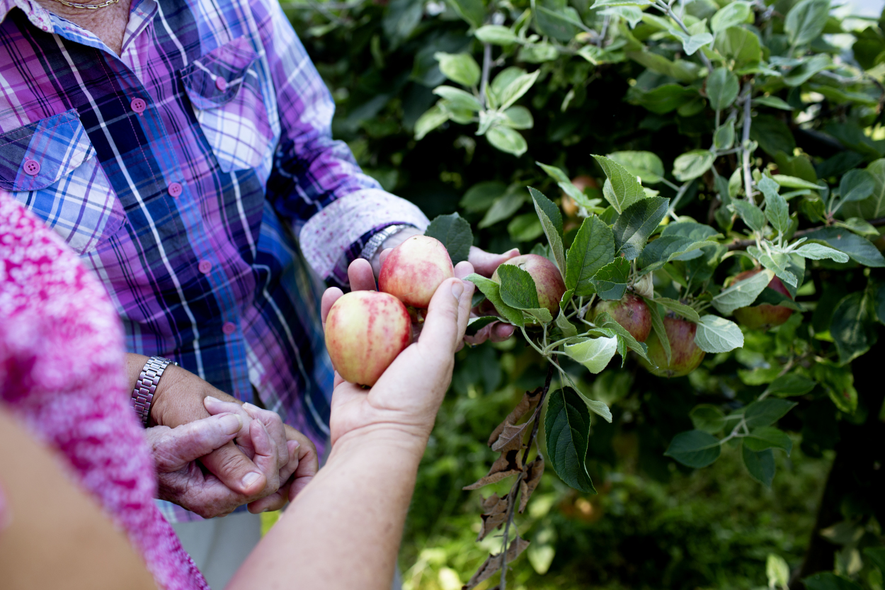 En hånd som holder epler