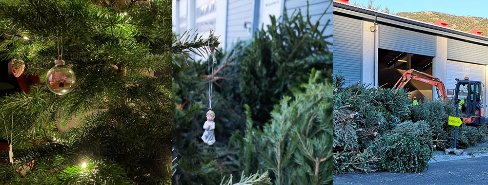 Tre bilder i collage. Et pyntet juletre, et juletre uten pynt utenfor et hus og en haug innsamlede juletrær