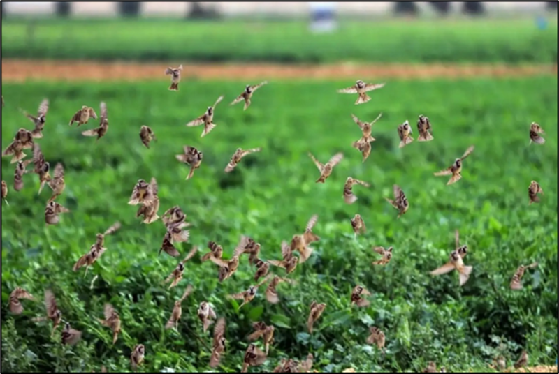 Mange fugler over grønt gress