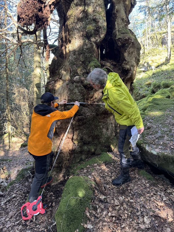  Måler treet som muligens har størst omkrets i Stavanger. 