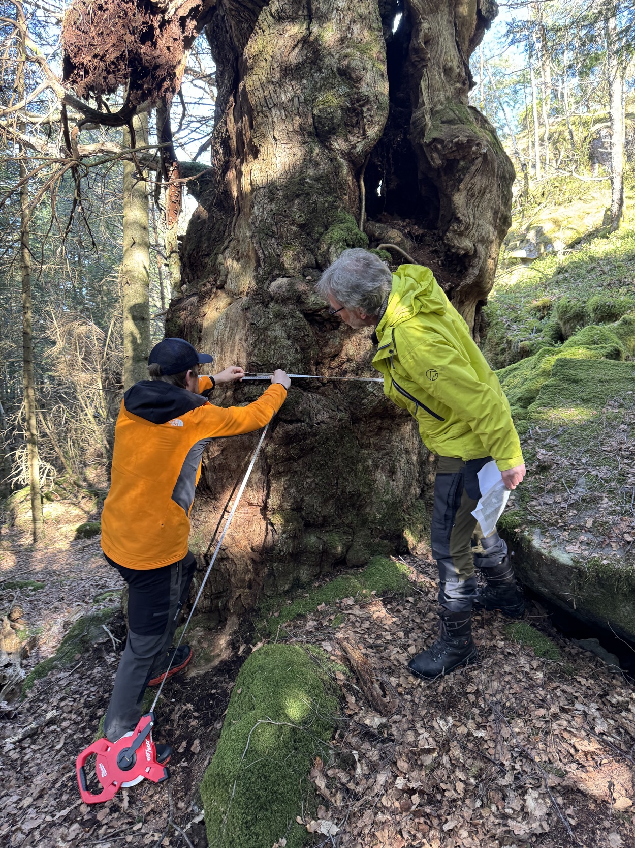 Måler treet som muligens har størst omkrets i Stavanger.