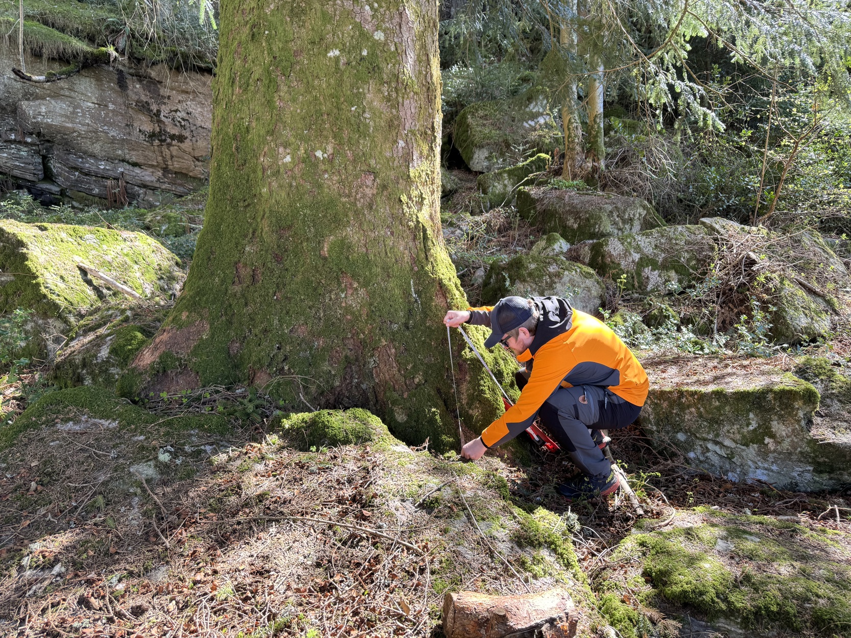 Måler det høyeste treet i Stavanger som ligger på Ombo