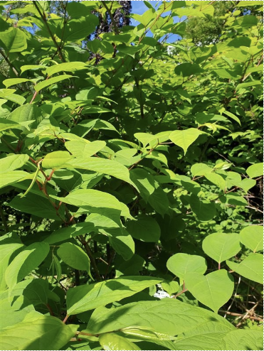 Parkslirekne er frodig og fin, men hører ikke hjemme i norsk natur. Den er forbudt å importere, plante, kjøpe og selge i Norge. busk som ikke hører hjemme i naturen