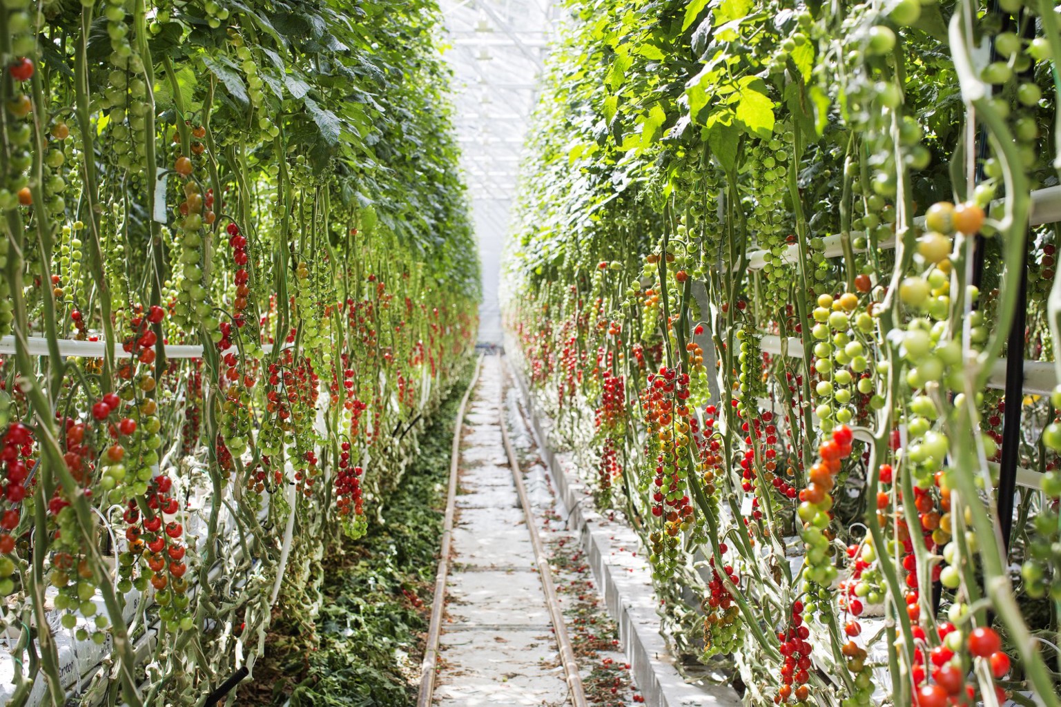 Tomatdyrking