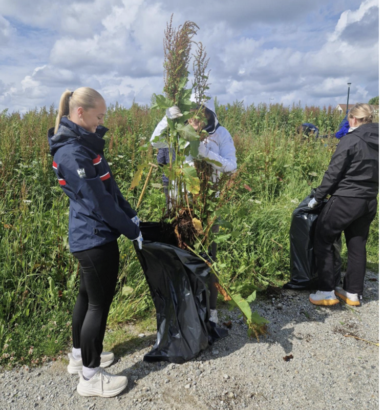 Jente holder høymole og putter den oppi en søppelsekk. 