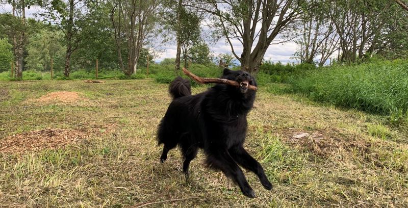 Stor svart hun løper med pinne i munnen innefor et gjerde. I bakgrunnen er også trær og høyt gress.