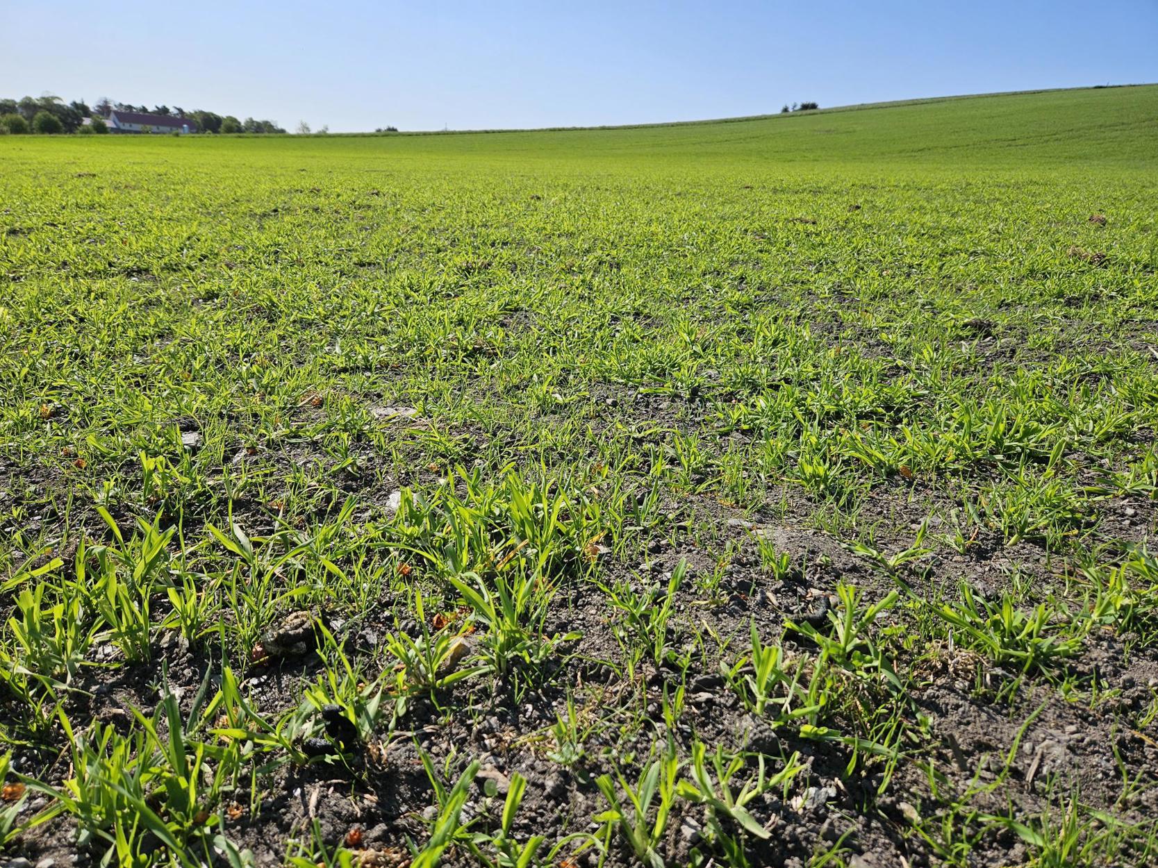 Avlinger som er spist opp av grågåsa.