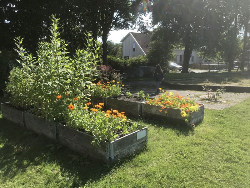 Jordskokk og ringblomst fra Hinna nabolagshage. Foto: Sunniva s. Roberts/Frivilligsentralen på Hinna