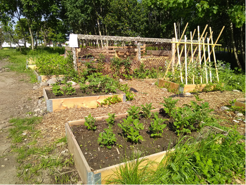 Nabolagshagen Pådriv i Hillevåg. Foto: Al Greenall 