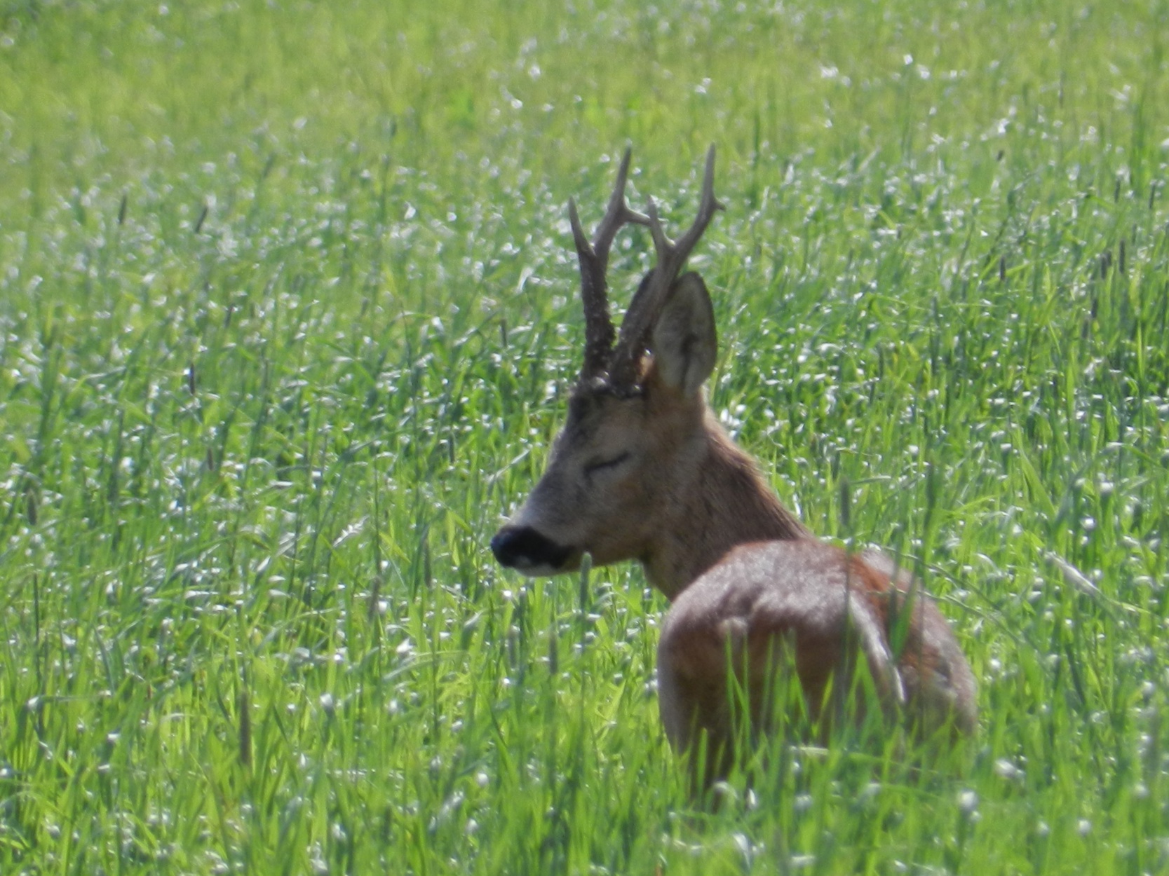 Hjort. Foto: Paul Grogan