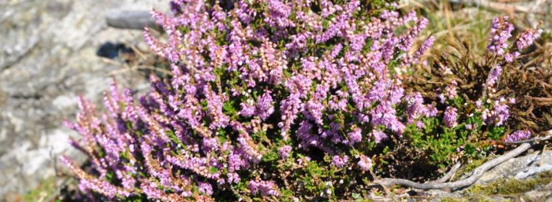 Natur i Stavanger. Foto: Ståle Madland Schjelderup