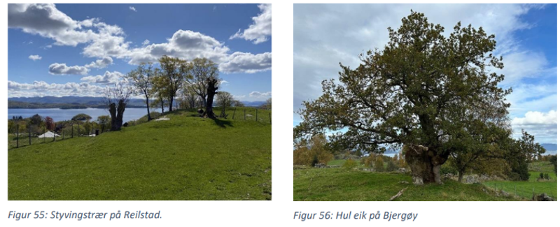 Bilder av trær på Reilstad og Bjergøy