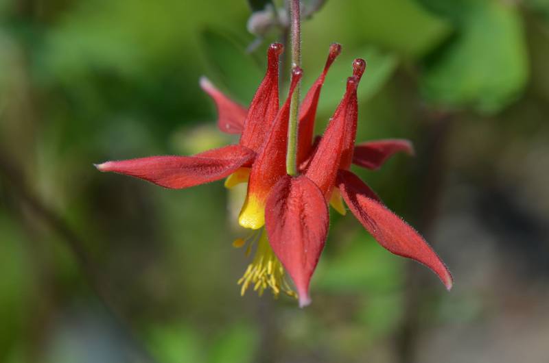 Aquilegia formosa i geografisk hage