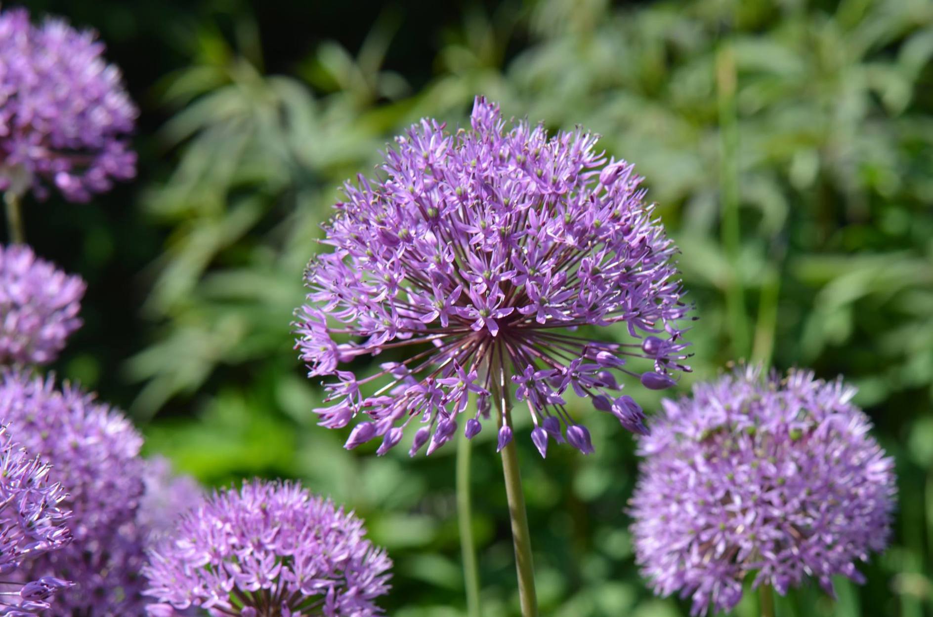 Staudehagen i Stavanger botaniske hage