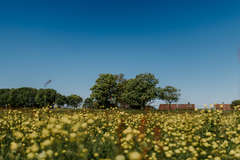 Blomstereng med gule blomster, trær og hustak i bakgrunnen.