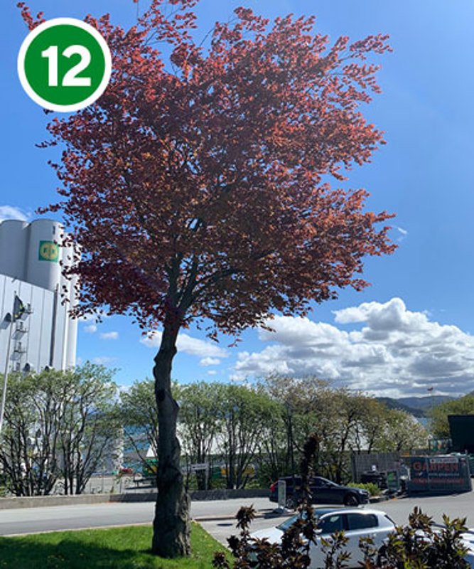 Blodbøk i Sandvikveien.