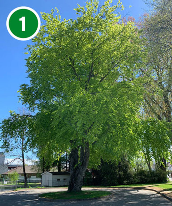 Bøk i Fridtjof Nansens vei.