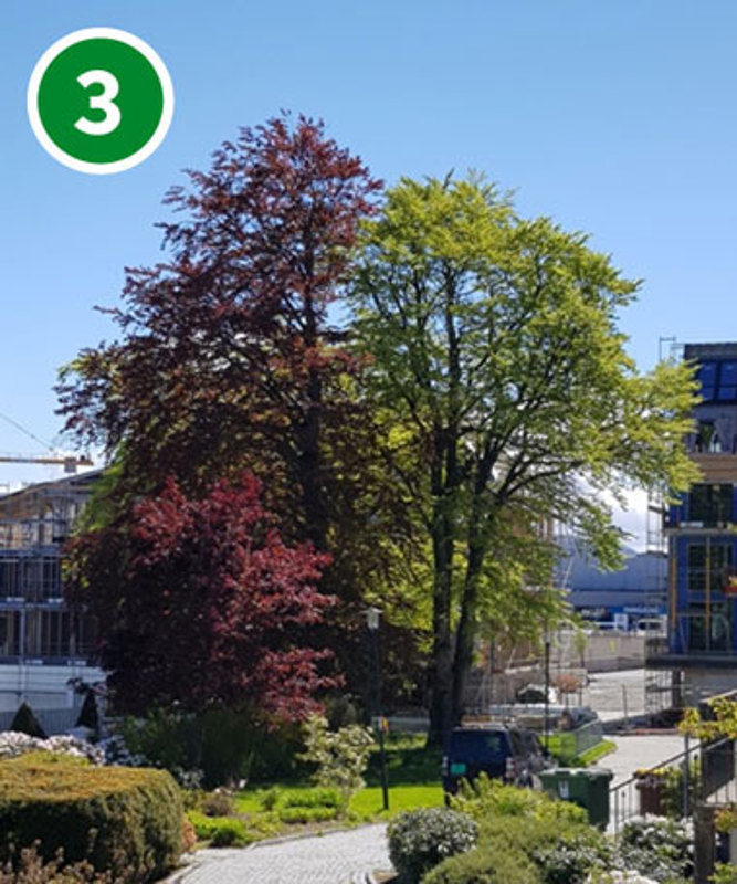 Blodbøk og bøk ved Frida Hansens hus.