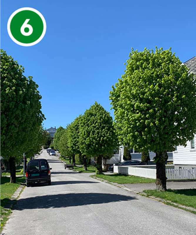 Lindeallé i Roald Amundsens vei. Prøv selv hvor mye koseligere det er å gå i en gate med trær, enn i en helt grå gate.