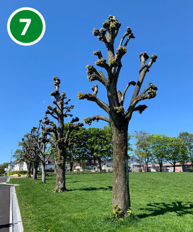 Knutekolla lind i Veumveien. Trærne beskjæres vanligvis hvert tredje år, slik at de kan hente seg inn før neste beskjæring. Knutekollingskulturen har røtter tilbake til renessansen og barokken, da treforming var en del av det arkitektoniske uttrykket i byene.