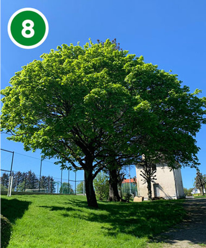 Dette flotte lønnetreet i Flintegata har rom til utallige antall bladlus, maur og rovinsekt. For å ha fugleliv, er det viktig å ta vare på leveområdene til insektene.