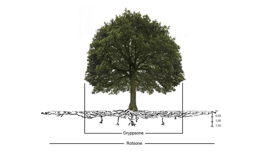 Figur 5: Teoretisk rotsoneutvikling på en naturlig parkmessig vekstplass, (kilde: F.Weihs/Park og vei)