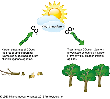 Figur 2: Trær tar opp CO2  fra atmosfæren, kilde: Miljøverndepartement,2012/miljøstatus.no