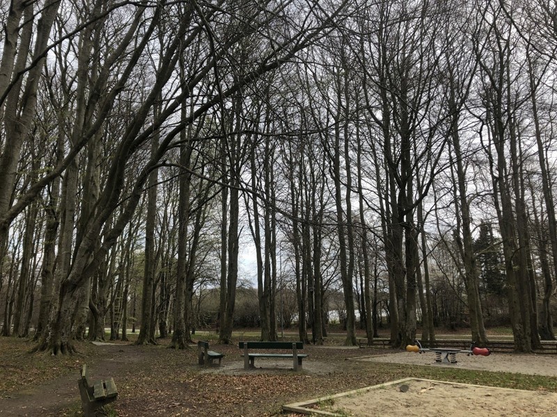 Sitteplasser og lekeapparater i potensiell fallradius av store trær, som her i Gamle Mosvannsparken, krever mer ettersyn av trærne enn det er vanlig i mindre opparbeidete skogsområder, for å ivareta sikkerheten.