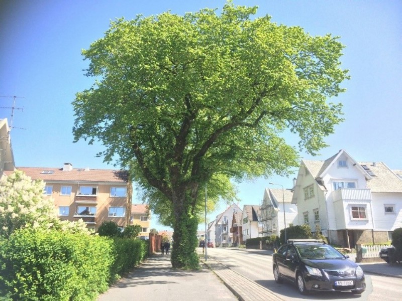 Det er ikke mange gatetrær som klarer å vokse seg så store, og bli gamle, som for eksempel disse gatetrærne i Stokkaveien. Det tar mange år før et nyplantet tre har vokst seg så stort at det kan kompensere for et gammelt tre.  Derfor skal – spesielt store og gamle - bytrær i utgangspunktet bevares så lenge som mulig, før de erstattes med nye.