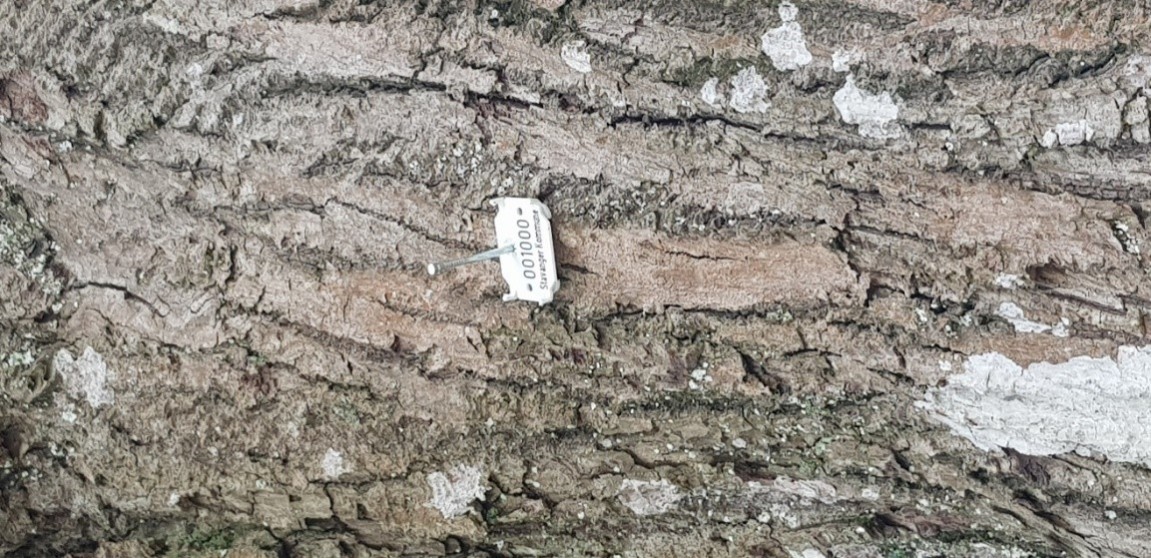Plakett som brukes til å merke et registrert tre med nummer