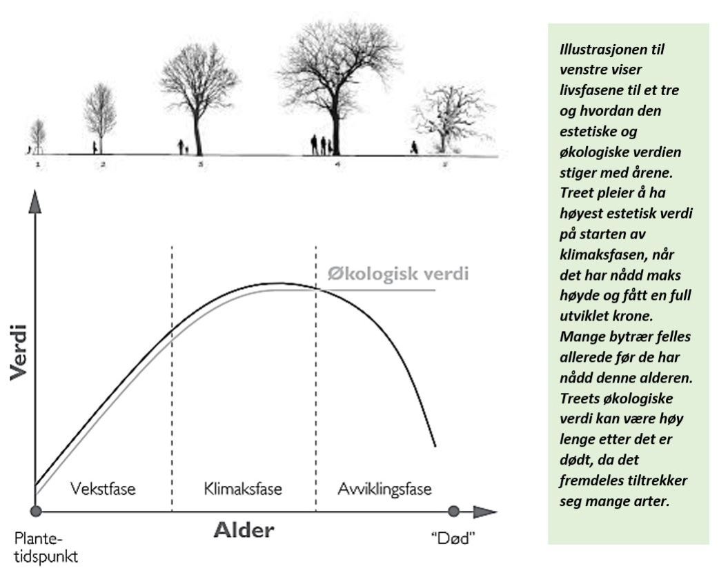 Figur 6: Treets samfunnsverdi i forhold til alderen, kilde: Oslo kommune, Byens trær, 2016.