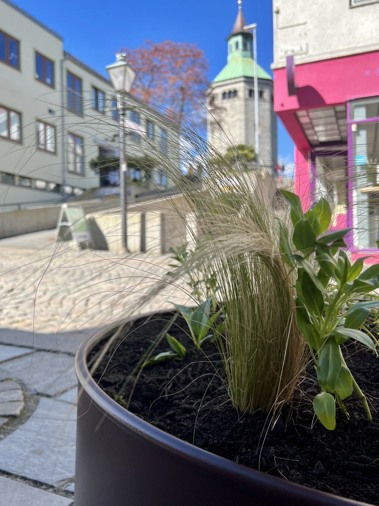 Planter foran Valbergtårnet
