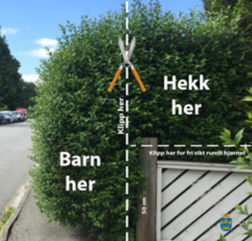 Bilde som viser hvor du skal klippe hekken din